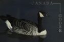 Canada Goose (Branta canadensis)