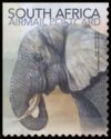 African Elephant (Loxodonta africana)