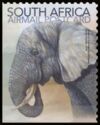 African Elephant (Loxodonta africana)