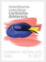Atlantic Blue Tang (Acanthurus coeruleus)