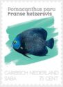 French Angelfish (Pomacanthus paru)