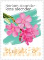 Rose Oleander (Nerium oleander)