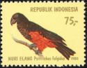 Pesquet's Parrot (Psittrichas fulgidus)