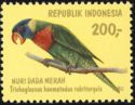 Red-collared Lorikeet (Trichoglossus haematodus rubritorquis