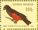 Pesquet's Parrot (Psittrichas fulgidus)