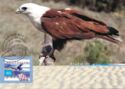 Brahminy Kite (Haliastur indus)
