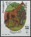 Giraffe (Giraffa camelopardalis)