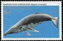 Humpback Whale (Megaptera novaeangliae)