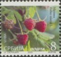 Raspberry (Rubus idaeus L.)
