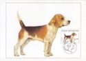 Beagle (Canis lupus familiaris)
