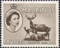 Mauritius Deer (Rusa timorensis)