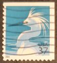Snowy Egret (Egretta thula)