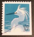 Snowy Egret (Egretta thula)