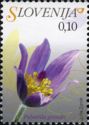 Greater Pasque Flower (Pulsatilla grandis)