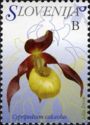 Lady's Slipper (Cypripedium calceolus)