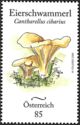 Chanterelle (Cantharellus cibarius)