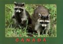Common Raccoon (Procyon lotor)