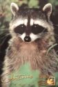 Common Raccoon (Procyon lotor)