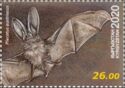 Grey Long-Eared Bat (Plecotus austriacus)