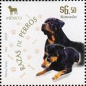 Rottweiler (Canis lupus familiaris)