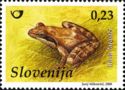 Italian Agile Frog (Rana latastei)