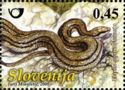 The Four-lined snake (Elaphe quatuorlineata)