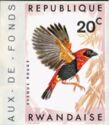 Red Bishop (Euplectes orix ssp. nigrifrons)