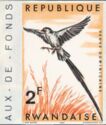 Pin-tailed Whydah (Vidua macroura)