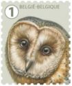 Barn Owl (Tyto alba)