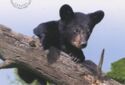 American Black Bear (Ursus americanus)