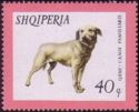 Istrian Shorthaired Hound (Canis lupus familiaris)