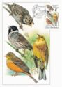 Bunting family (Emberizidae)