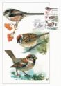 Bushtit (Aegithalidae) and Old World Sparrow (Passeridae) families