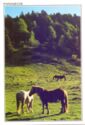 Pyrenees, horse grazing