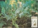 Polypodium polypodioides