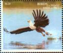 African Fish Eagle (Haliaeetus vocifer)