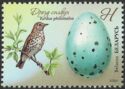 Song Thrush (Turdus philomelos)