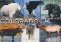 Colorado Wildlife