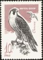 Peregrine Falcon (Falco peregrinus)
