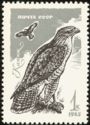 Common Buzzard (Buteo buteo)