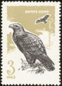 Steppe Eagle (Aquila nipalensis)