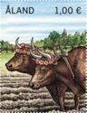 Year of the Ox - 2 Oxen