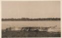 Crocodile on the Paraná River