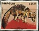 Gray Fox (Urocyon cinereo-argenteus)