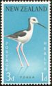 Pied Stilt (Himantopus leucocephalus)