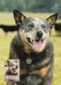 Working Dogs, Australian Cattle Dog