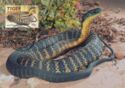Common Tiger Snake (Notechis scutatum)