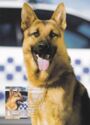 Working Dogs, German Shepherd