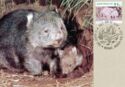 Common Wombat (Vombatus ursinus)