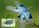 Jewel Flutterer (Rhyothemis resplendens)